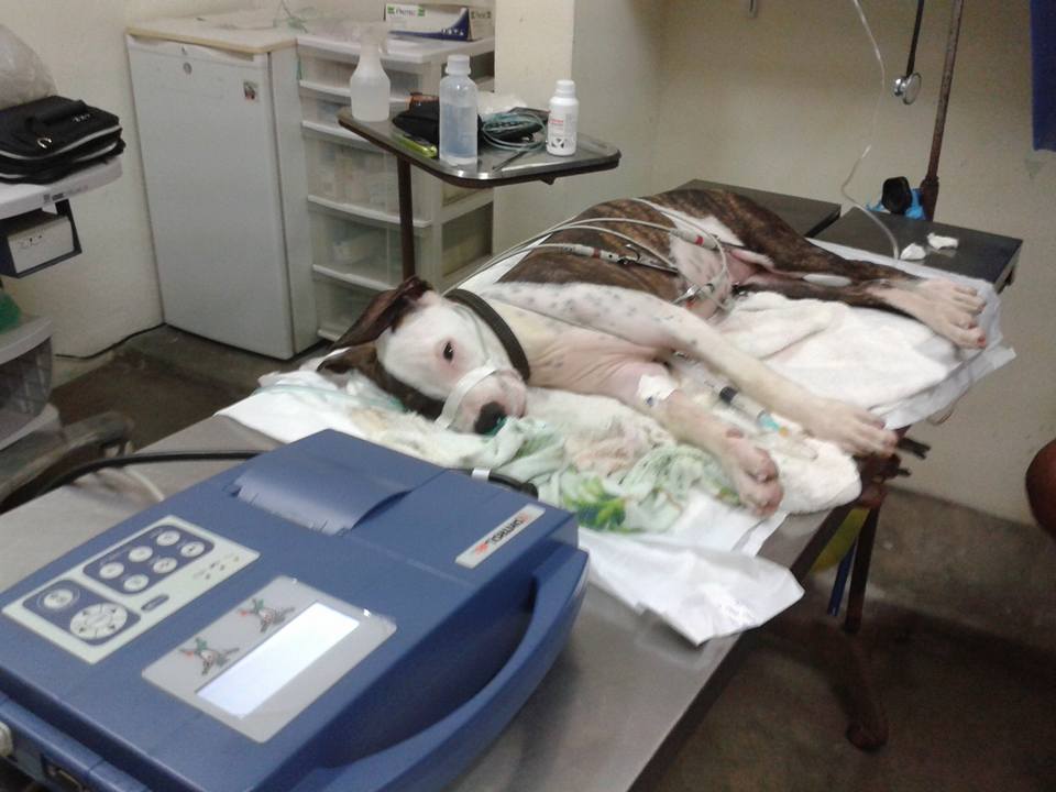 Resultados Veterinaria El Gran Danes