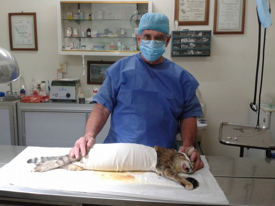 Resultados Veterinaria El Gran Danes