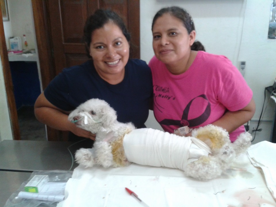 Resultados Veterinaria El Gran Danes