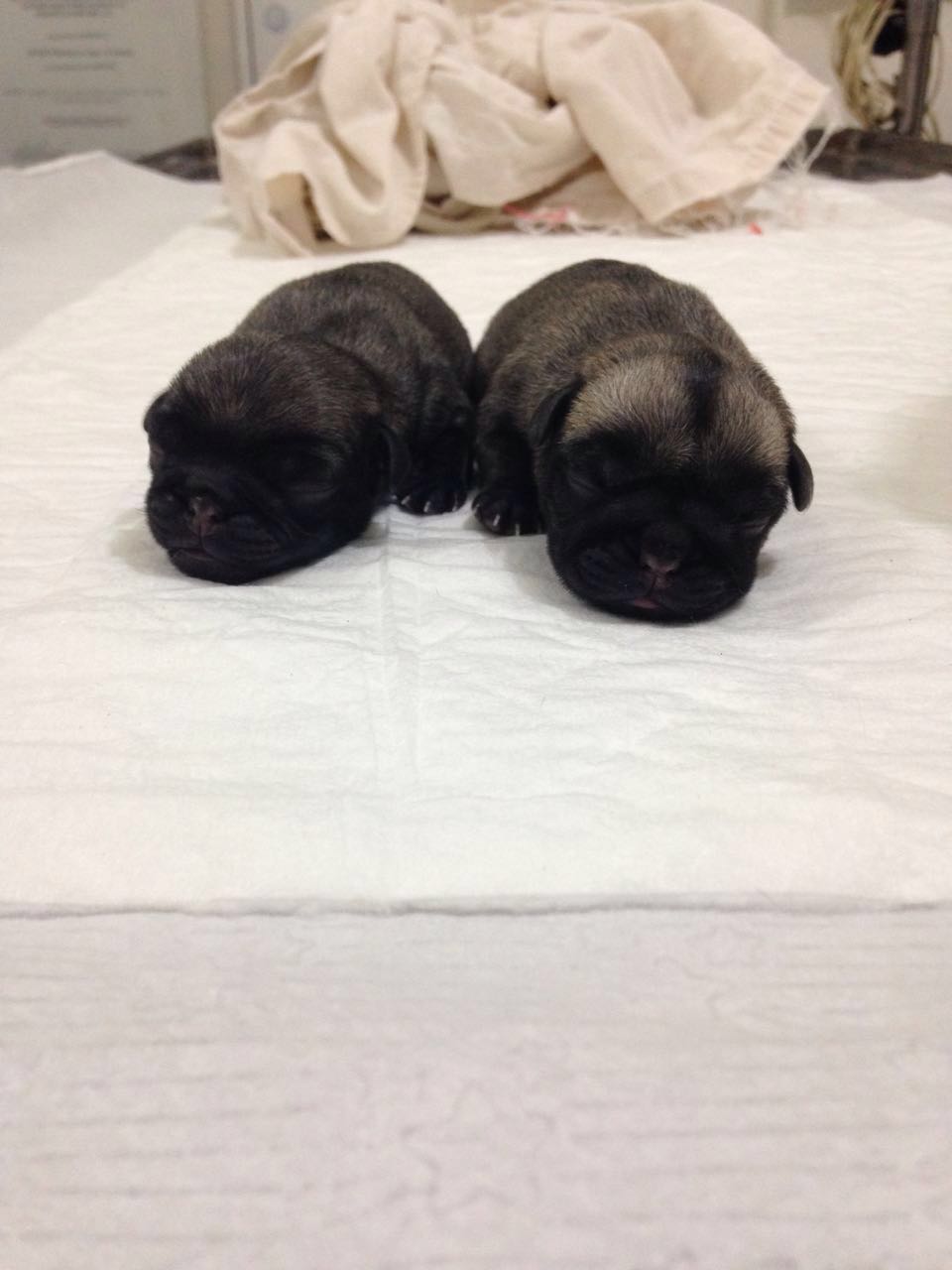 Resultados Veterinaria El Gran Danes