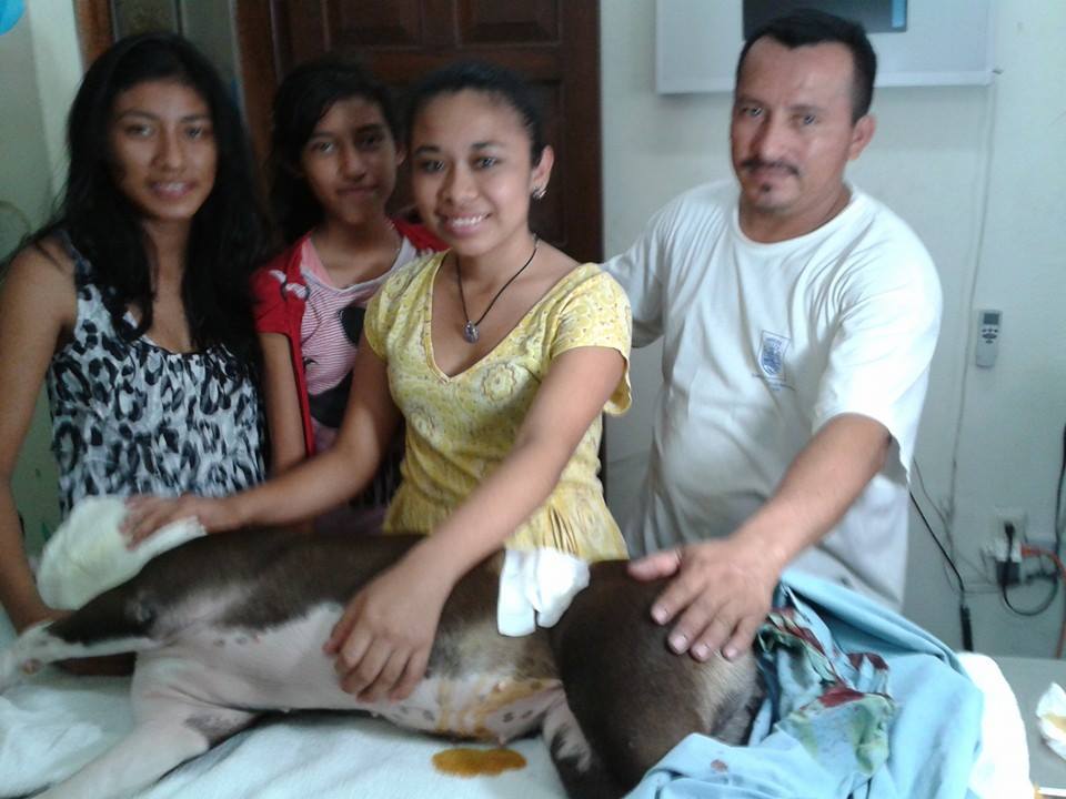 Resultados Veterinaria El Gran Danes