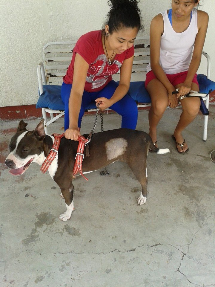 Resultados Veterinaria El Gran Danes