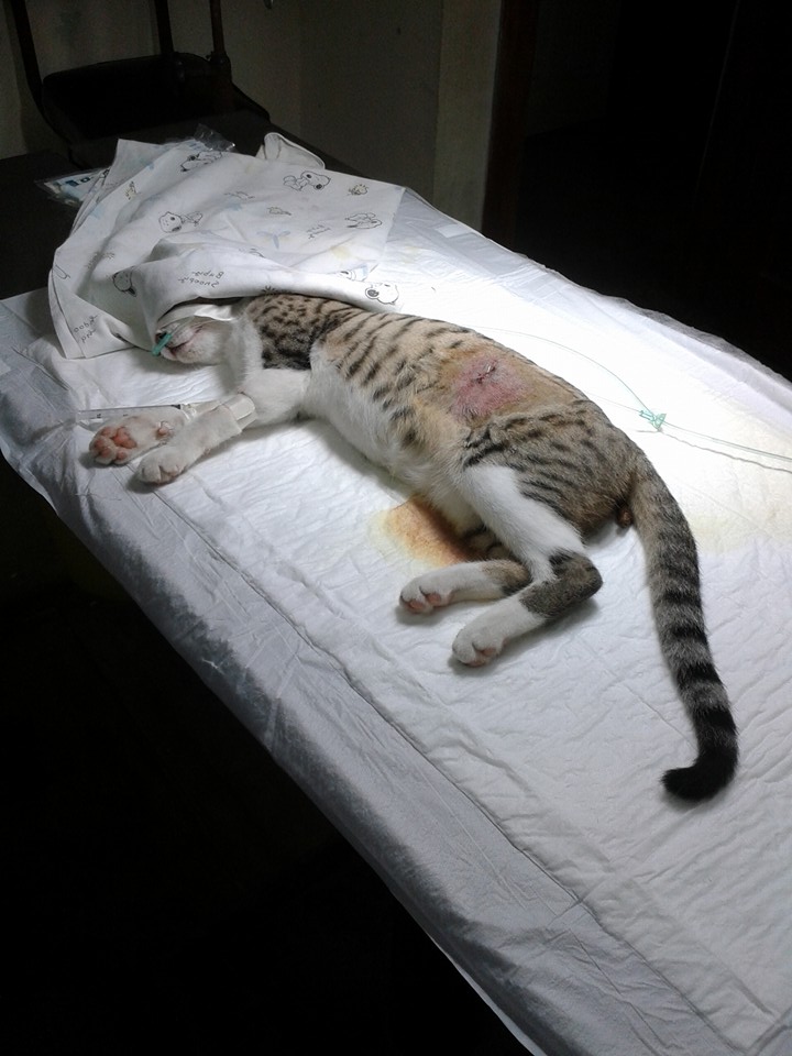 Resultados Veterinaria El Gran Danes